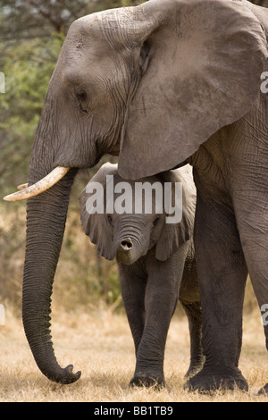 Nahaufnahme der Mutter und Baby Elefanten gemeinsam niedlichen kleinen Kalb von unter Mom's Kopf suchen mit trunk angehoben Stockfoto