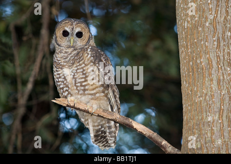 Holz Eule in ein alten Redwood Wald - Big Sur, Kalifornien gesichtet. Stockfoto