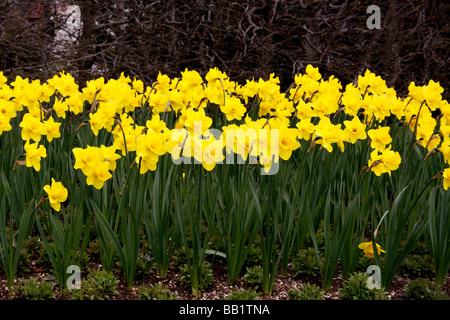 NARCISSUS-NARZISSE DUTCH MASTER. Stockfoto