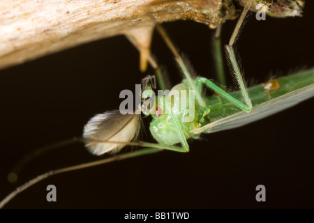 Nahaufnahme von einem männlichen grünen nicht-beißen Midge (Chironomidae) parasitiert durch Milben Stockfoto