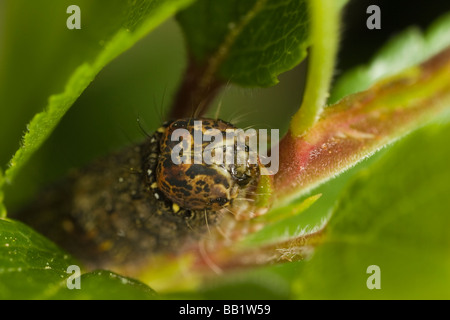 Kopf einer brindel Schönheit (Lycia Hirtaria) Raupe (Lepidoptera) auf einem Ast Weißdorn (Crataegus Monogyna) Stockfoto