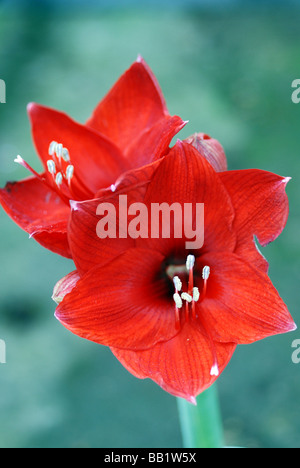 Nahaufnahme der ROTEN AMARYLLIS, Blume Stockfoto