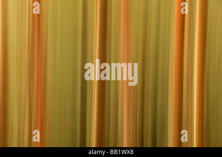 Pinien, Rothiemurchus Wald, Loch Eilein, Schottland Stockfoto