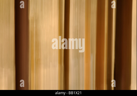 Pine Tree trunks Newtyle Hill Dunkeld (bewusste Bewegung der Kamera) Stockfoto