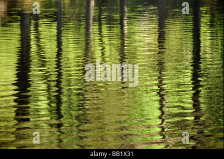 Reflexion der Bäume in Glencorse Reservoir Pentland hills Schottland Stockfoto