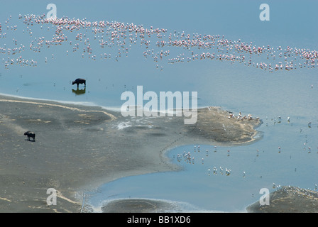 Büffel (Syncerus Caffer) Baden umgeben von Flamingos und Pelikane in Lake Nakuru, Nakuru, Kenia Stockfoto