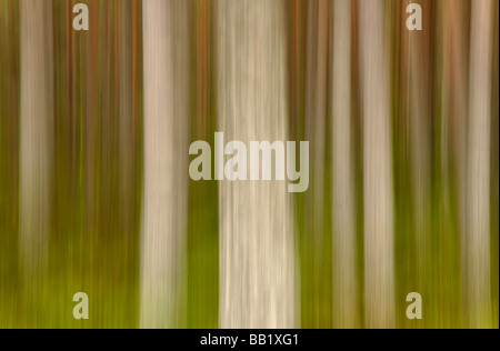 Pine Tree trunks in der Nähe von Glenmore Lodge Cairngorms Schottland) Absichtliche Bewegung der Kamera) Stockfoto