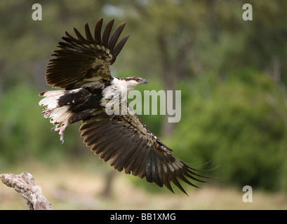 Juvenile African Fish Eagle (Haliaeetus Vocifer) flüchten, Moremi National Park, Botswana Stockfoto