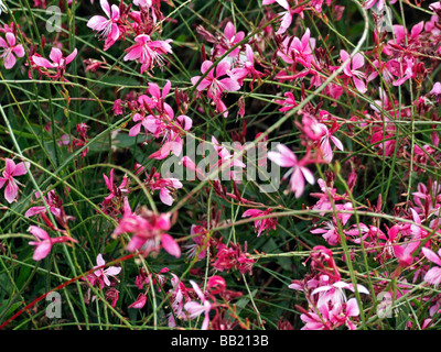 Gaura Lindheimeri 'Siskiyou Pink' Stockfoto