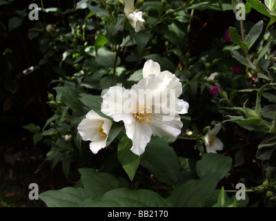Philadelphus oder Mock orange Stockfoto