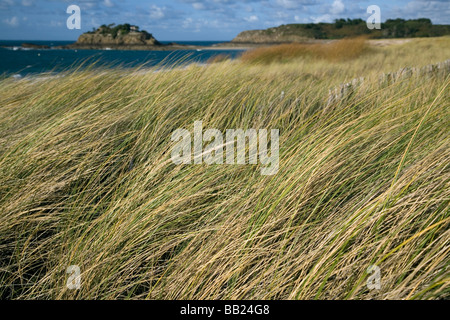 Düne und Küstenschutz mit Dünengebieten Grass in der Normandie Stockfoto