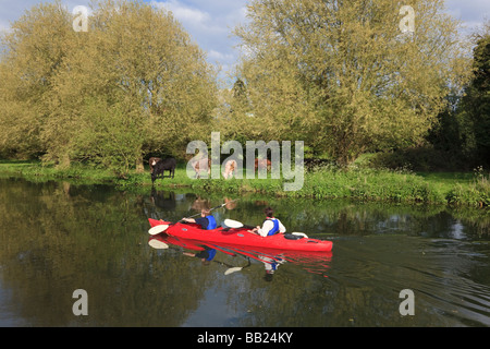 Kanuten vorbei Kühe am Ufer des Flusses Cam bei Cambridge UK Stockfoto