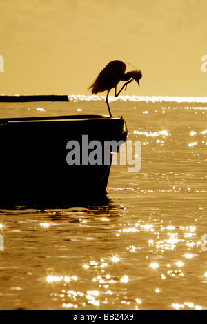 Der Seidenreiher, Egretta Garzetta mit einem Kratzer auf einem Boot bei Sonnenuntergang in Vilanculos, Mosambik Stockfoto