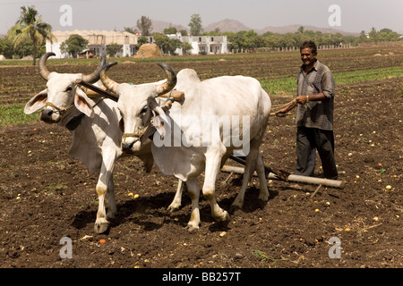 Ein Mann fährt ein Team von Ochsen pflügen die Erde auf einem Bauernhof in Sasan, Gujarat. Stockfoto