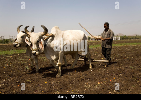 Ein Mann fährt ein Team von Ochsen pflügen die Erde auf einem Bauernhof in Sasan, Gujarat. Stockfoto