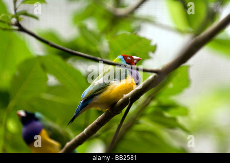 Prachtfinkenart Finch männlich auf Ast Stockfoto