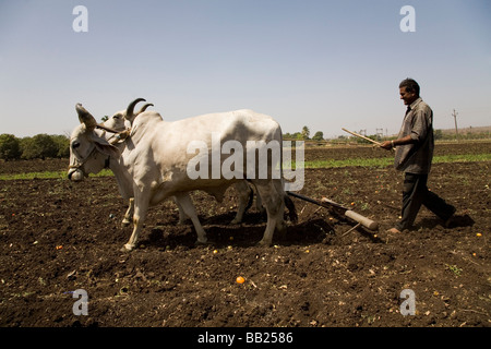 Ein Mann fährt ein Team von Ochsen pflügen die Erde auf einem Bauernhof in Sasan, Gujarat. Stockfoto