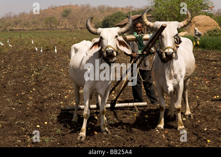 Ein Mann fährt ein Team von Ochsen pflügen die Erde auf einem Bauernhof in Sasan, Gujarat. Stockfoto