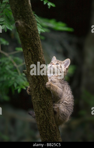 Europäische Wildkatze (Felis Silvestris). Kätzchen auf einem Baumstamm Klettern Stockfoto