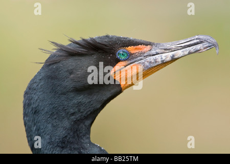 Doppelte crested Kormoran Stockfoto