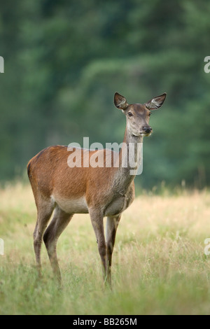 Rothirsch (Cervus Elaphus). Hinterbeinen stehend Gras Stockfoto