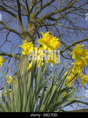 Gelbe Narzisse wilde Blumen wachsen wild in der Landschaft Stockfoto