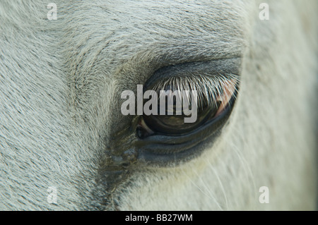 Nahaufnahme eines Pferdes Augen und Wimpern Stockfoto