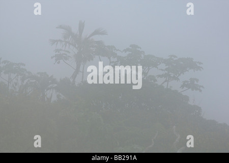 Saba Mt Landschaft im Nebel Regenwald tropische kaum Stockfoto