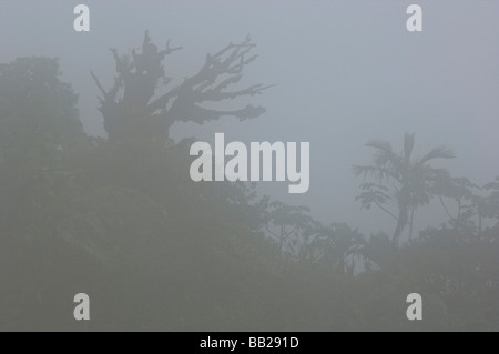 Saba Mt Landschaft im Nebel Regenwald tropische kaum Stockfoto