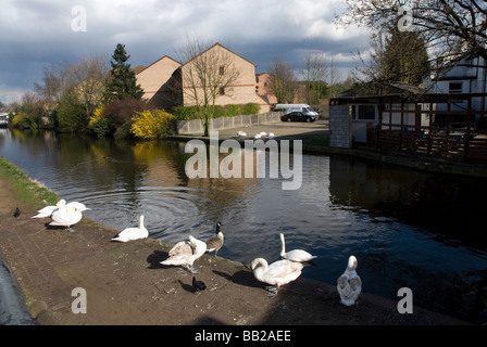 Schwäne und Gänse an den Ufern des Grand Union Canal, Norwood Brücke Southall West London UK Stockfoto