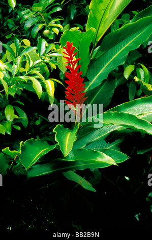 West Indies, Karibik, Dominica, Carib Dorf. Fackel-Ingwer. Stockfoto