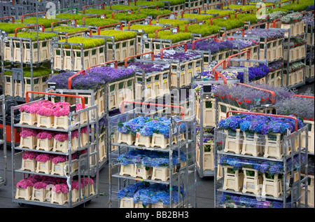Europa, Niederlande, Holland, Aalsmeer Blumenversteigerung Aalsmeer Stockfoto