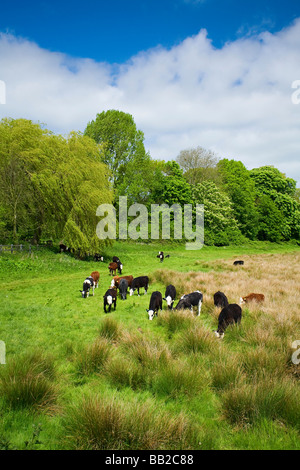 Herde von Holstein Friesen und Hereford Kühe grasen in Feld in ländlichen Sussex, UK Stockfoto