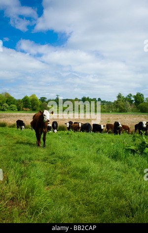 Herde von neugierigen Holstein Friesen und Hereford Kühe im Feld starten in Richtung, um die Kamera zu bewegen, Großbritannien Stockfoto