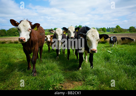 Herde von neugierigen Holstein Friesen und Hereford Kühe im Feld direkt in die Kamera schaut, Großbritannien Stockfoto