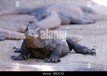 Großen Komodo-Warane sind dafür bekannt, auch die wilden Pferde angreifen, die auf Rinca Insel Komodo Archipilego gefunden werden Stockfoto