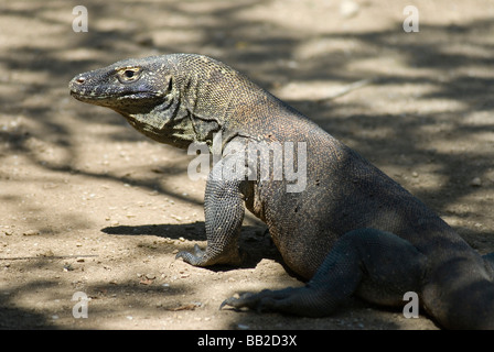 Großen Komodo-Warane sind dafür bekannt, auch die wilden Pferde angreifen, die auf Rinca Insel Komodo Archipilego gefunden werden Stockfoto