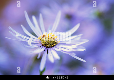 Aster Blüte Stockfoto