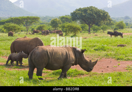 Breitmaulnashörner, Ceratotherium Simum, "Südafrika" Stockfoto