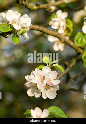 APFELBLÜTE AM ALTEN APFELBAUM IM COTTAGE-GARTEN-UK Stockfoto