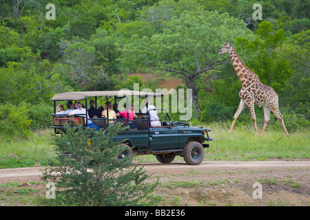 Menschen in Safari Fahrzeug anzeigen Giraffe, Giraffa Camelopardarlis Hluhluwe "Game Reserve", KwaZulu Natal, "Südafrika" Stockfoto