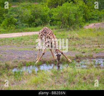 Giraffe trinken aus einem Pool, Giraffa Camelopardarlis Hluhluwe Umfolozi "Spiel" reservieren", KwaZulu Natal,"Südafrika" Stockfoto