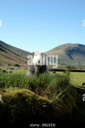 Herdwick Schafe, Lake District UK. Stockfoto