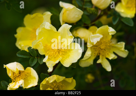 Primrose yellow Rose Rosengewächse Rosa Aromen ROSE Hugos Vater Hugo Hugo gelbe rose der Goldenen Rose von China Stockfoto