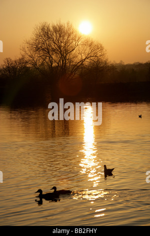 Von Chester, England. Ruhige Sonnenuntergang Szene der Enten auf dem Fluss Dee mit Chester Wiesen im Hintergrund abhebt. Stockfoto