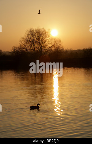 Von Chester, England. Ruhige Sonnenuntergang Szene der Enten auf dem Fluss Dee mit Chester Wiesen im Hintergrund abhebt. Stockfoto