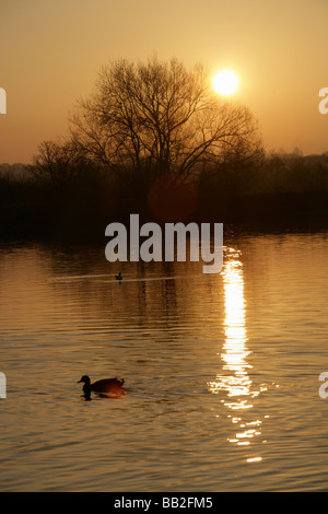 Von Chester, England. Ruhige Sonnenuntergang Szene der Enten auf dem Fluss Dee mit Chester Wiesen im Hintergrund abhebt. Stockfoto