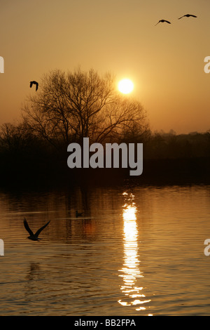 Von Chester, England. Ruhige Sonnenuntergang Szene der Enten auf dem Fluss Dee mit Chester Wiesen im Hintergrund abhebt. Stockfoto