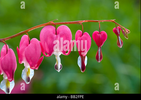 Fumariaceae Dicentra Spectabilis Tränendes Herz Zweig Garten grün rot rosa Herz Liebe schöne Blume Blüte Blüte alt-fas Stockfoto