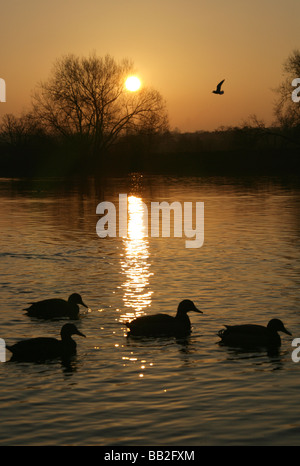 Von Chester, England. Ruhige Sonnenuntergang Szene der Enten auf dem Fluss Dee mit Chester Wiesen im Hintergrund abhebt. Stockfoto